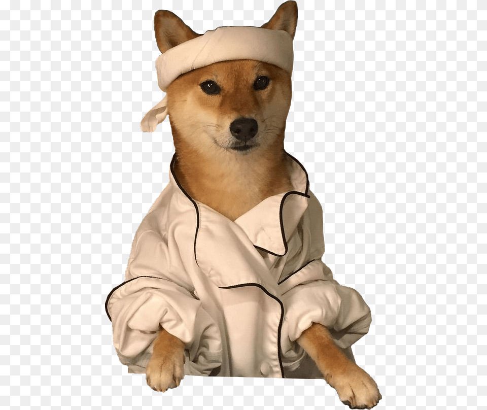 Shiba Inu With Transparent Background, Clothing, Coat, Boy, Person Free Png