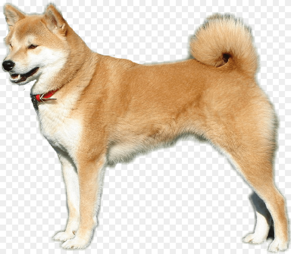 Shibe Dog Shiba Inu Background, Animal, Canine, Husky, Mammal Free Png