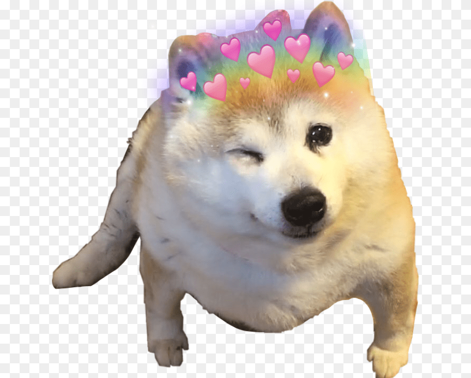 Shibe Shiba Shibainu Cute Heart Heartcrown Winkwonk Bow Chicka Wow Wow Dog, Animal, Canine, Husky, Mammal Free Transparent Png
