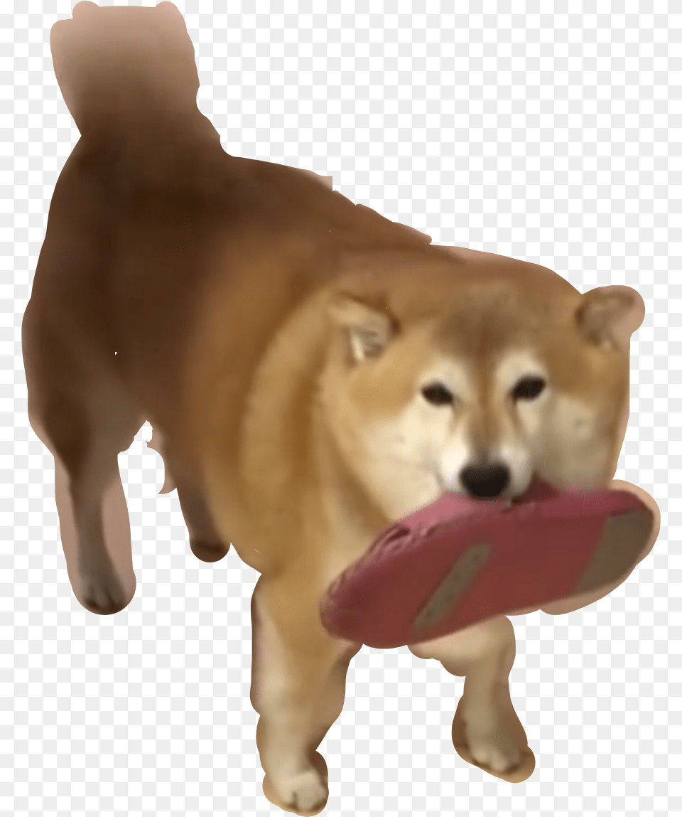 Shibe Transparent Dog Hokkaido, Animal, Pet, Mammal, Husky Png