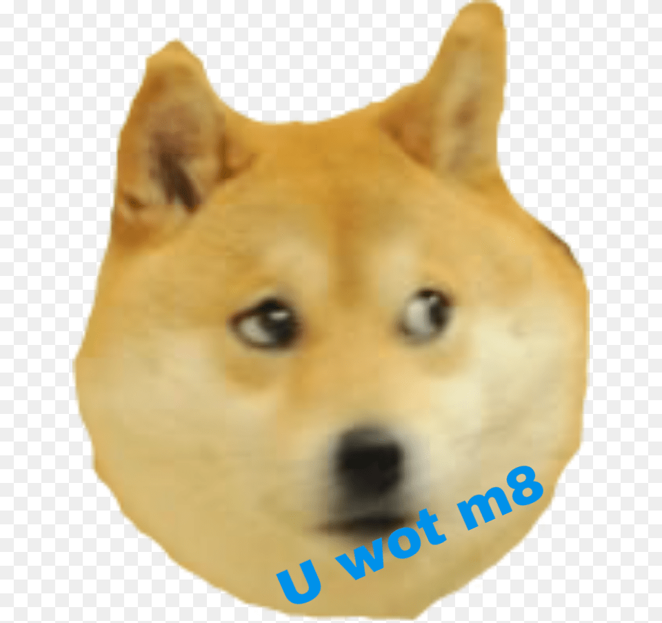 Shibenation Doge Meme Freetoedit Walter Doge Memes, Animal, Canine, Dog, Husky Png Image