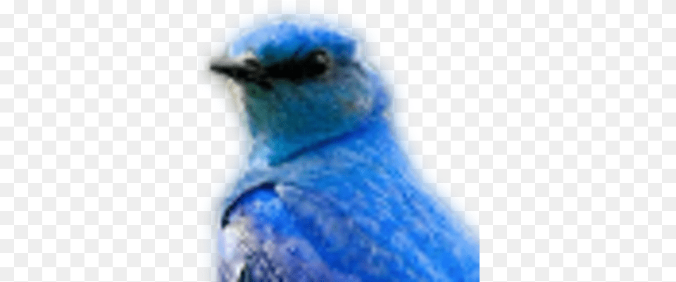 Shigeru Kato Numaroku Twitter Eastern Bluebird, Animal, Bird, Fish, Sea Life Free Transparent Png