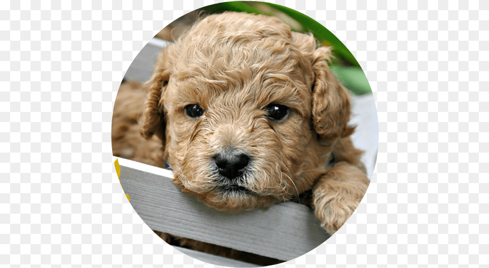 Shih Poo, Animal, Canine, Dog, Mammal Png Image