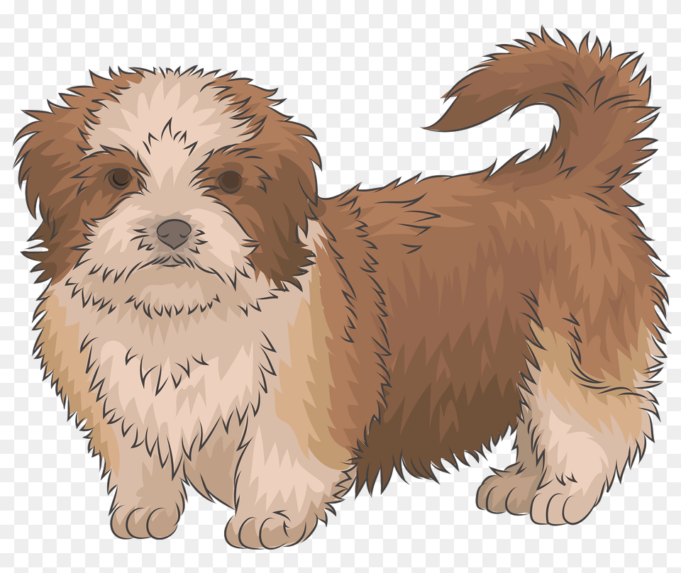 Shih Tzu Clipart, Animal, Canine, Mammal, Pet Png