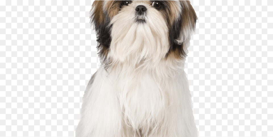 Shih Tzu Clipart Love My Shih Tzu, Animal, Canine, Dog, Mammal Free Transparent Png