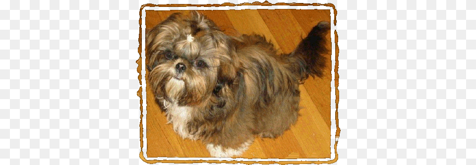 Shih Tzu Girl Akc Registered 10 Pounds Mal Shi, Animal, Canine, Dog, Mammal Free Png Download