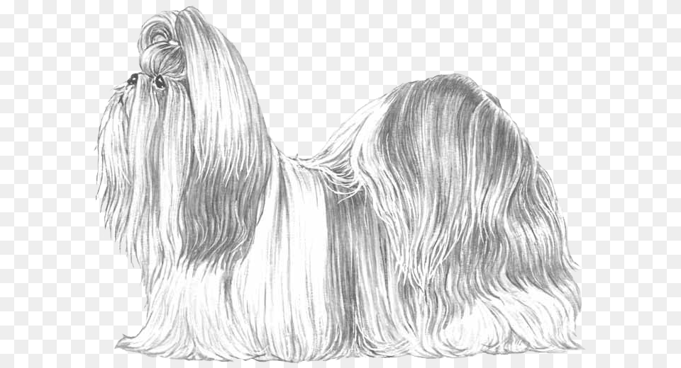 Shih Tzu Lhasa Apso, Hound, Animal, Canine, Dog Png