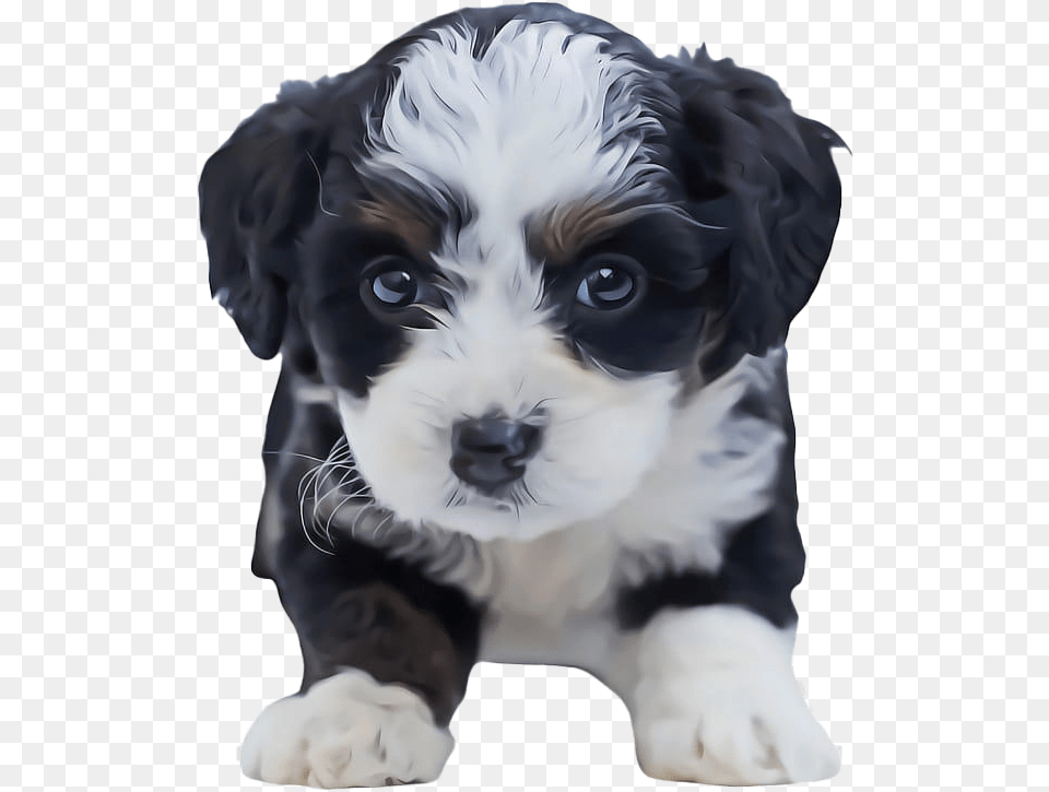 Shih Tzu Puppy Clipart Cute Puppies Maltese Shih Tzu, Animal, Canine, Dog, Mammal Free Png