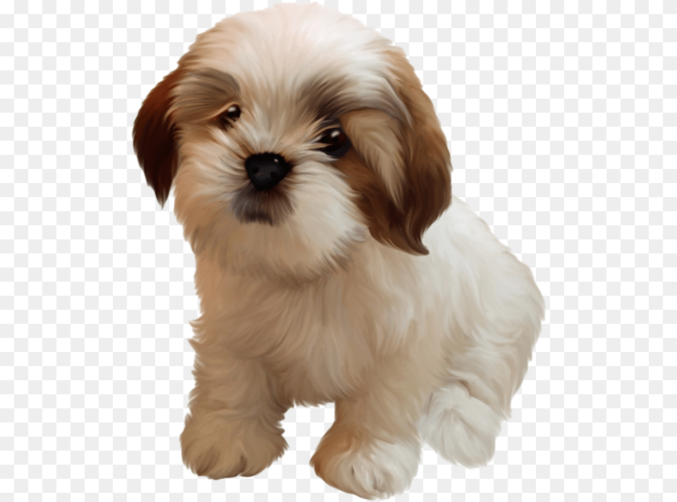 Shih Tzu Puppy Image, Animal, Canine, Dog, Mammal Free Transparent Png