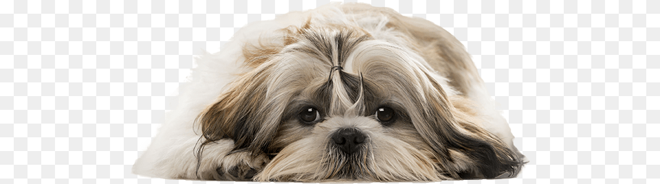 Shih Tzu Transparent Shih Tzu Cute Shih Tzu, Animal, Canine, Dog, Mammal Png