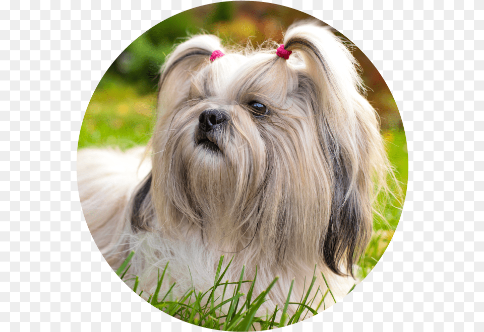 Shih Tzu Wallpaper Hd, Animal, Canine, Dog, Mammal Free Png Download