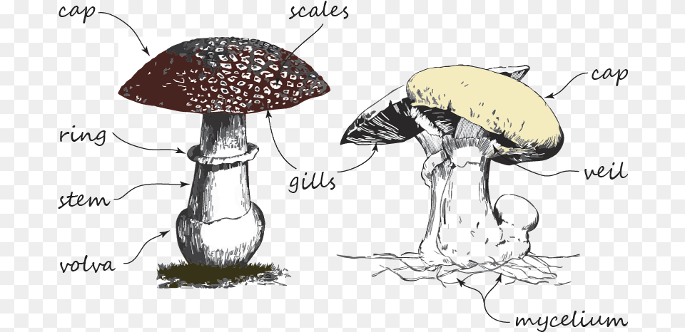 Shiitake, Agaric, Fungus, Mushroom, Plant Png