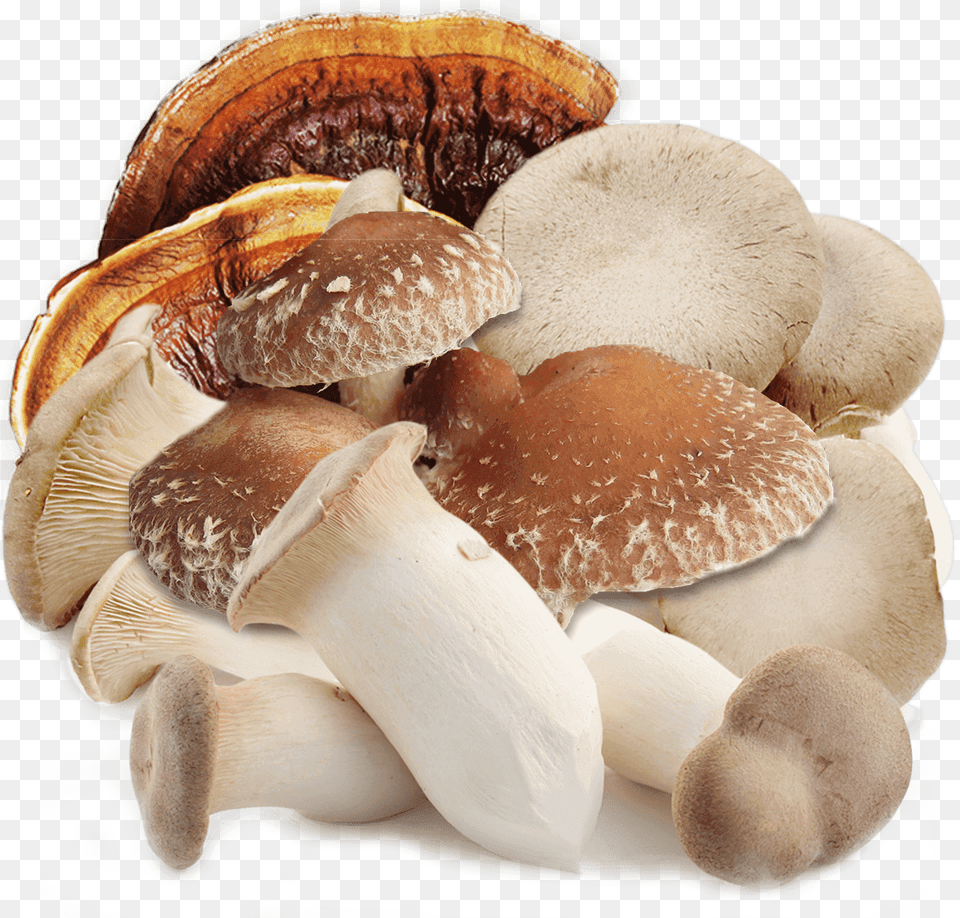 Shiitake, Agaric, Amanita, Fungus, Mushroom Free Png