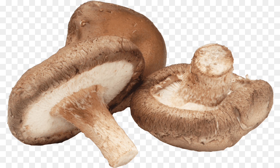 Shiitake Mushroom, Fungus, Plant, Agaric, Amanita Free Png