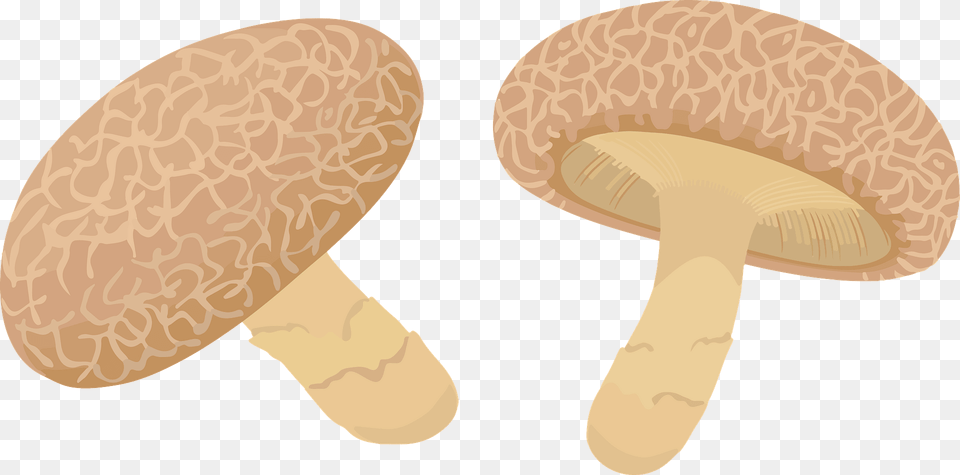 Shiitake Mushroom Clipart, Fungus, Plant, Agaric, Amanita Png