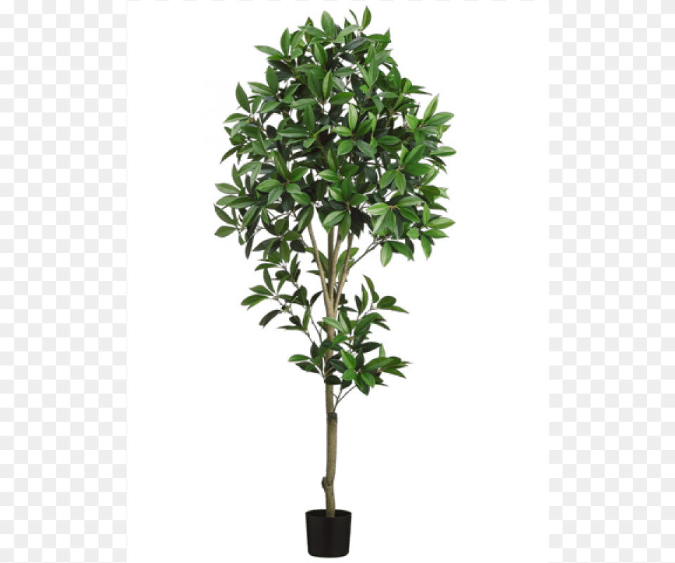 Shikiba Topiary Tree In Pot Green Giant Protea, Leaf, Plant, Potted Plant, Bonsai Free Png Download