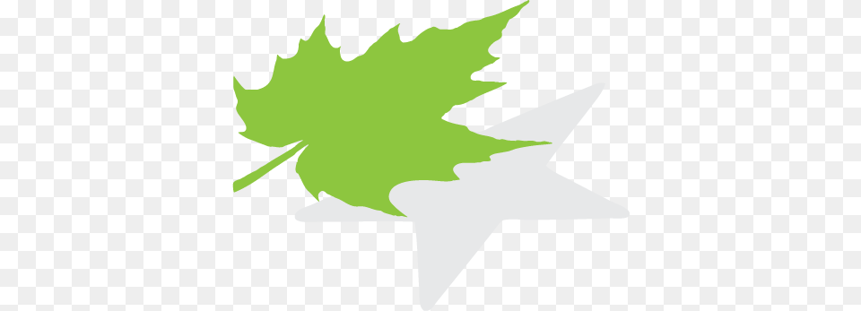 Shine A Greater Light, Leaf, Plant, Maple Leaf, Animal Free Transparent Png