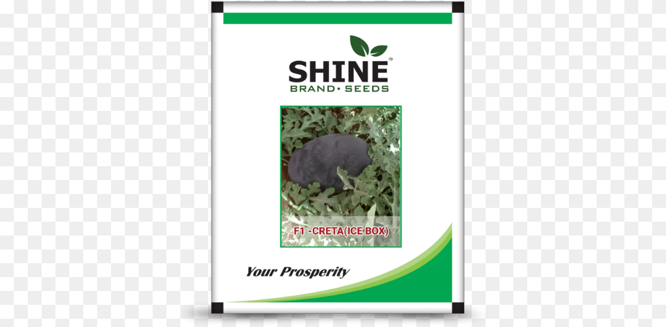 Shine Brand Seeds Hybrid Watermelon Seeds Seeds 10g Hybrid, Animal, Bear, Mammal, Wildlife Free Transparent Png
