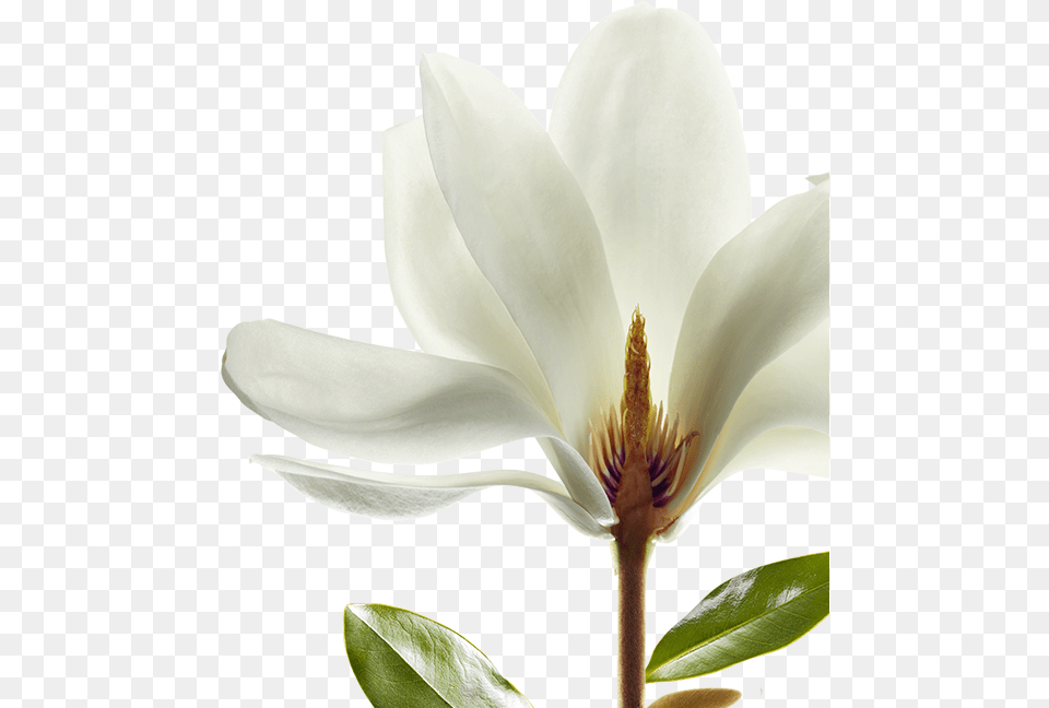 Shine Magnolia Klorane, Flower, Petal, Plant, Pollen Free Transparent Png