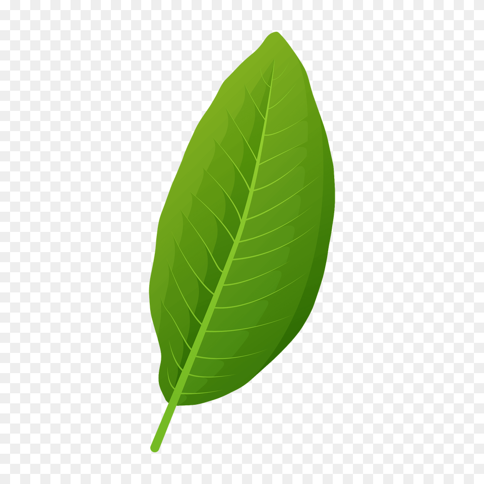 Shingle Oak Green Leaf Clipart, Plant Png Image