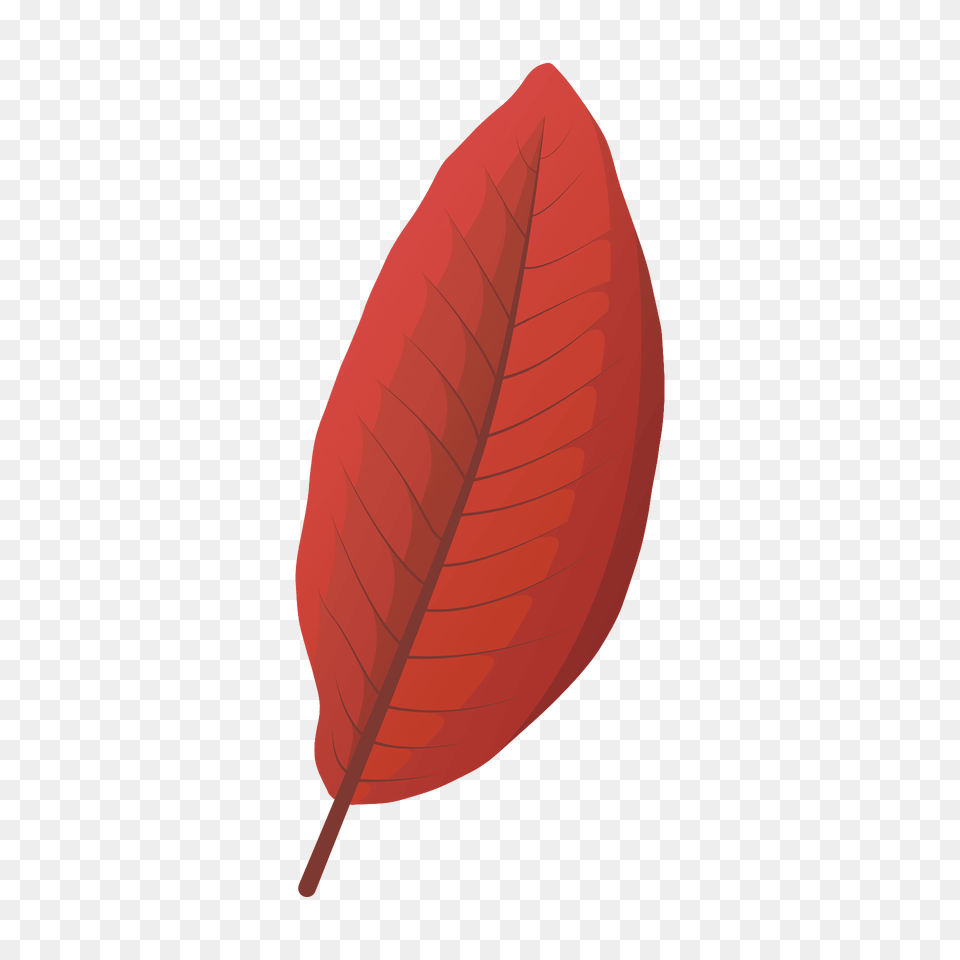 Shingle Oak Red Leaf Clipart, Plant, Flower, Petal Png