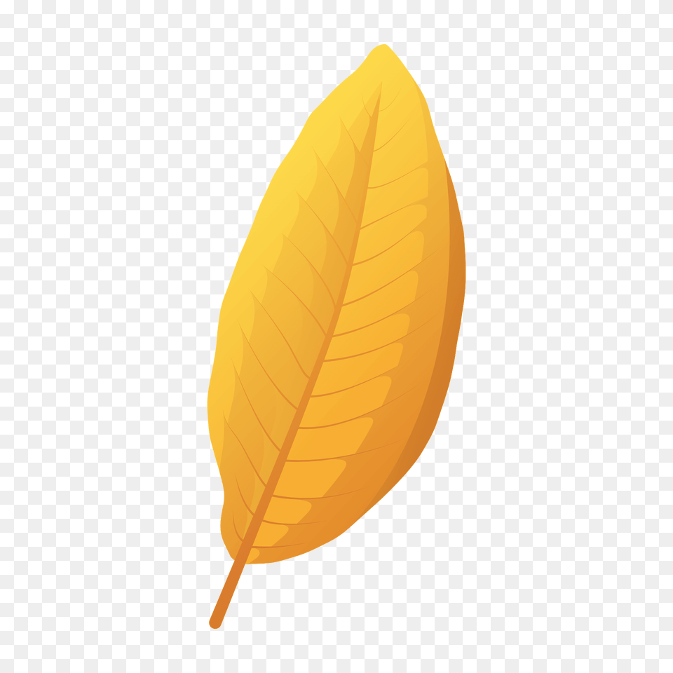 Shingle Oak Yellow Leaf Clipart, Plant, Flower, Petal Free Transparent Png