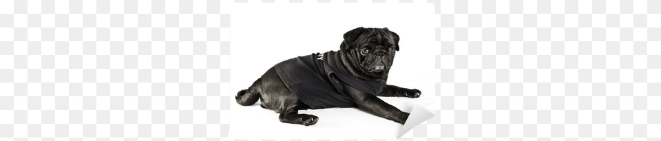 Shirt, Animal, Canine, Mammal, Pet Free Png Download