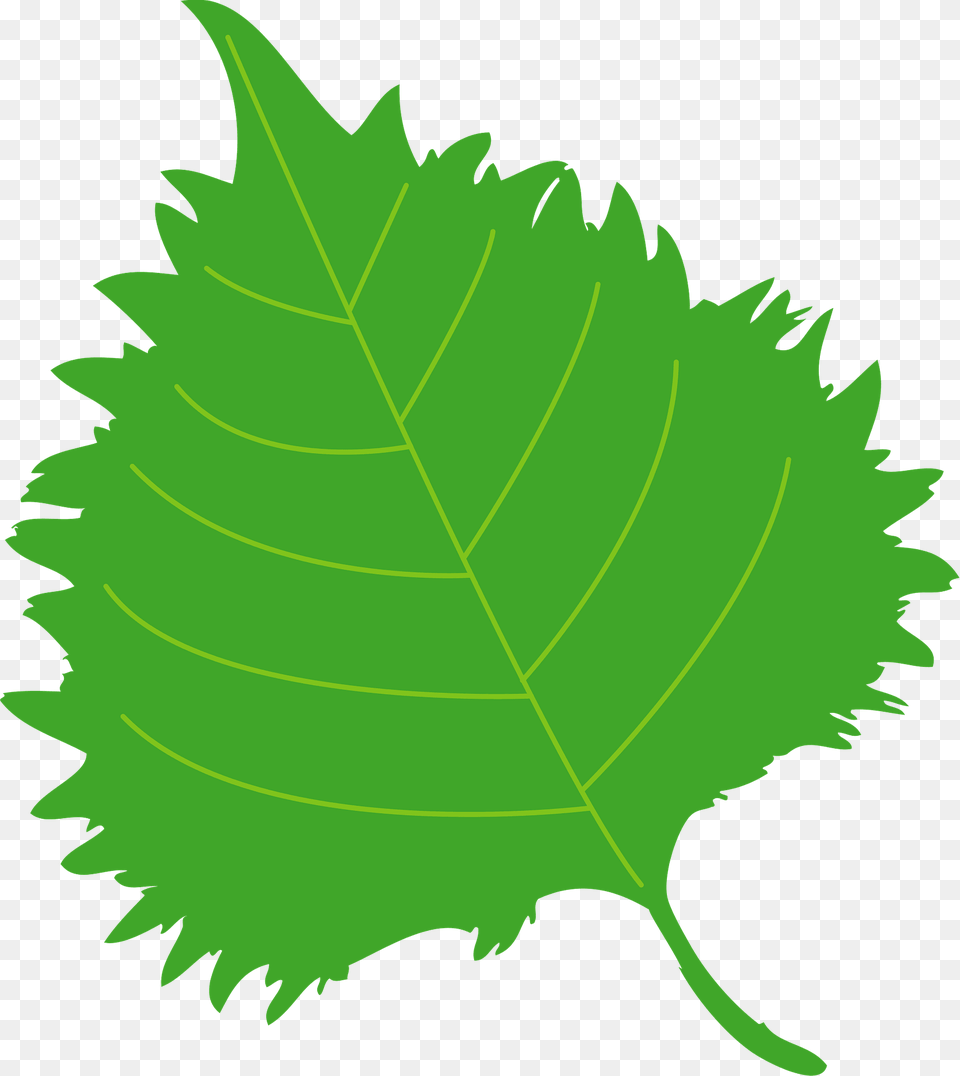 Shiso Herb Leaf Clipart, Plant, Tree, Oak, Sycamore Free Transparent Png