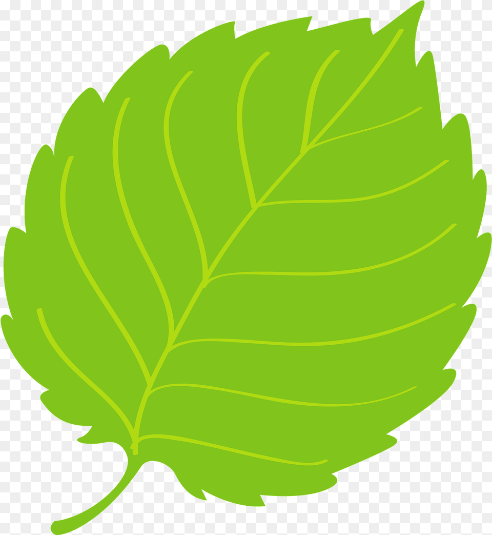 Shiso Leaf Clipart, Plant Png Image