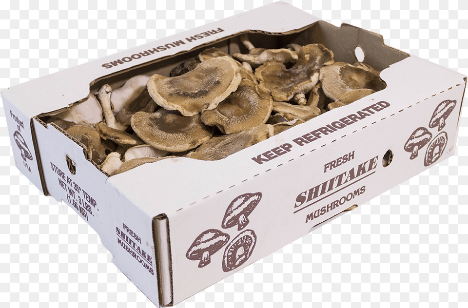 Shitaki Box Lingzhi Mushroom, Fungus, Plant, Person Free Png