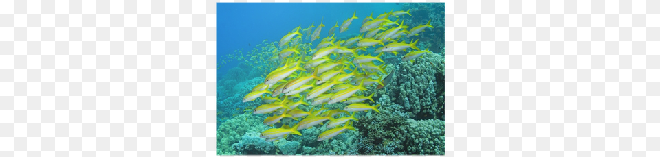 Shoaling And Schooling, Animal, Aquatic, Coral Reef, Nature Png Image