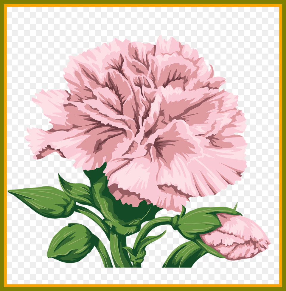 Shocking Best Carnation For Flower Clipart Inspiration Carnation Flower Cute Illustration, Plant, Rose Free Transparent Png
