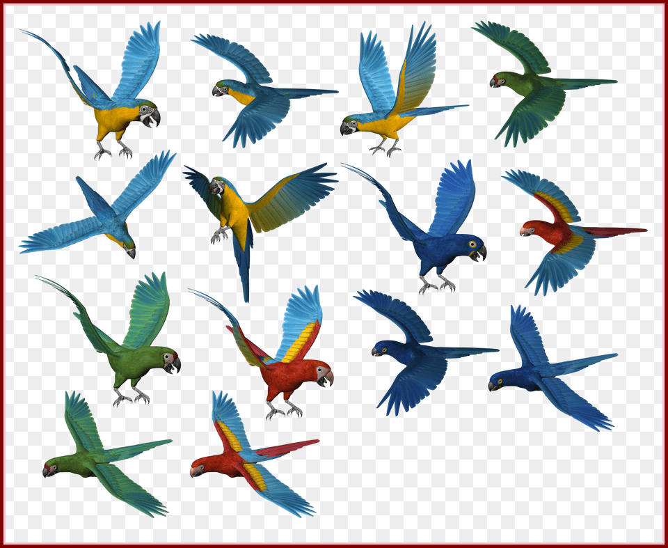 Shocking People Silouette Image Parrots Free Png