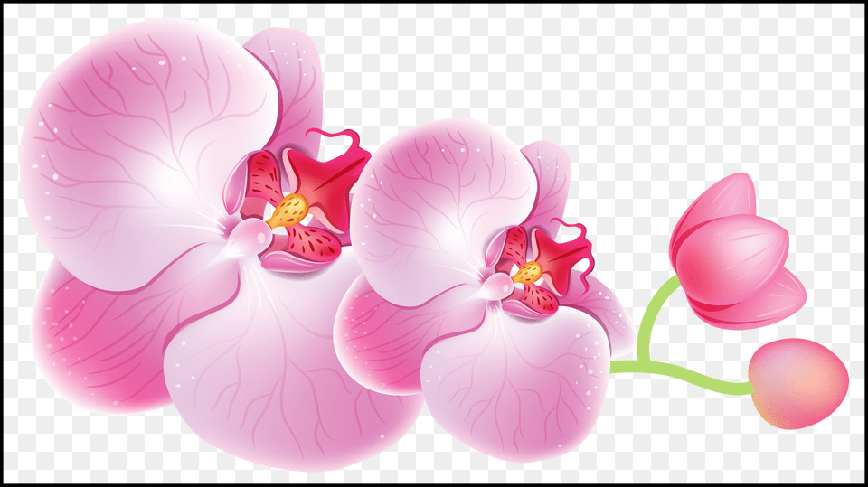Shocking Pin By World Orchid, Flower, Plant, Petal Png Image