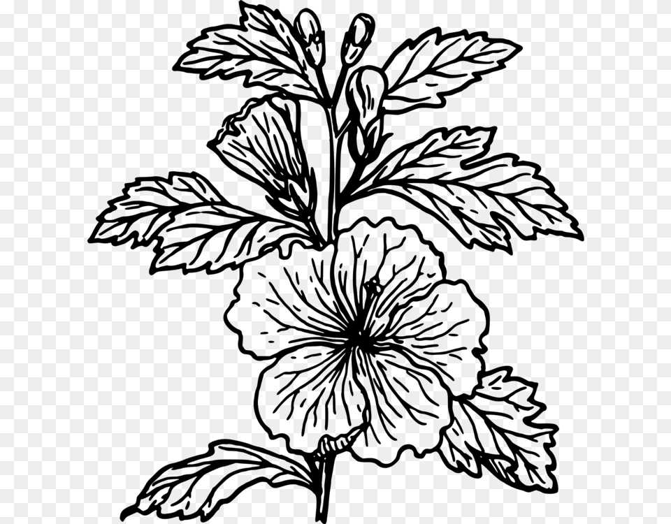 Shoeblackplant Drawing Mallows Coloring Book Free Commercial Black And White Hibiscus Clip Art, Gray Png Image