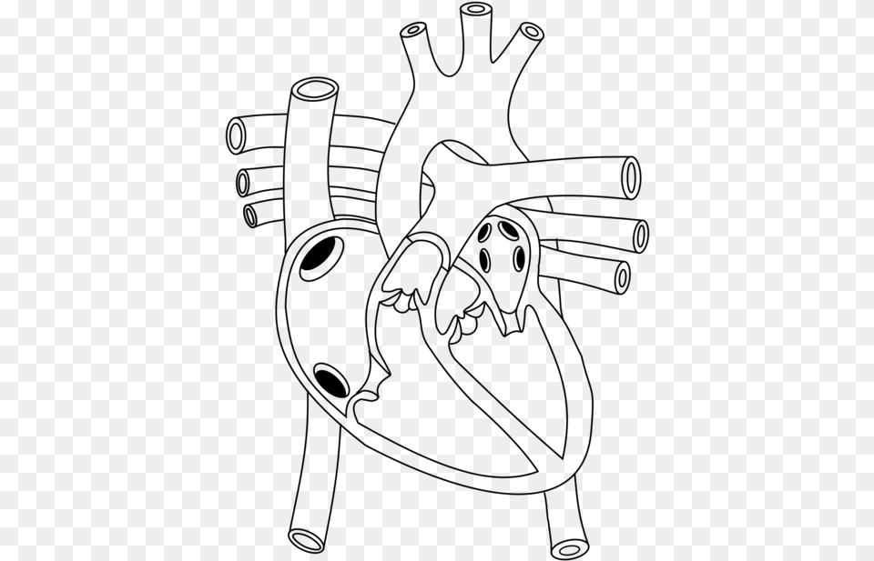 Shoeline Artangle Diagram Of Heart In Human Body, Gray Png
