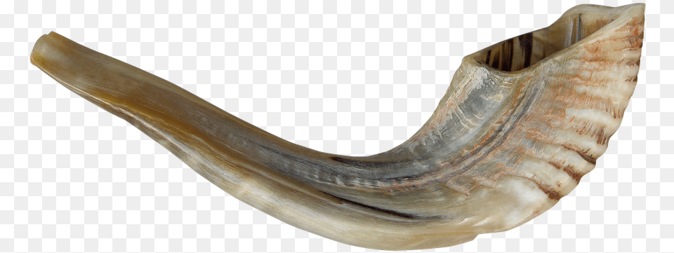 Shofar Horn Shofar, Brass Section, Musical Instrument, Animal, Invertebrate Png Image