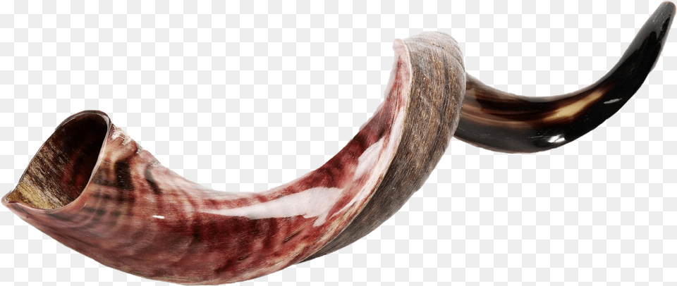 Shofar Photos Shofar Horn, Smoke Pipe, Brass Section, Musical Instrument Png Image