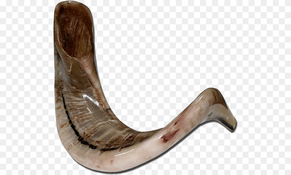 Shofar Ram39s Horn, Brass Section, Musical Instrument Png