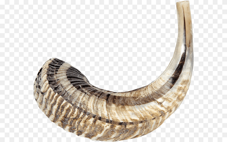Shofars Ivory, Brass Section, Horn, Musical Instrument, Animal Free Transparent Png