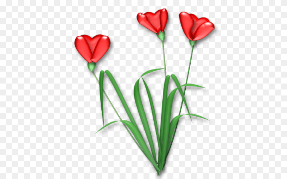 Shonna Heart Flower Images, Plant, Petal, Rose, Tulip Free Png Download