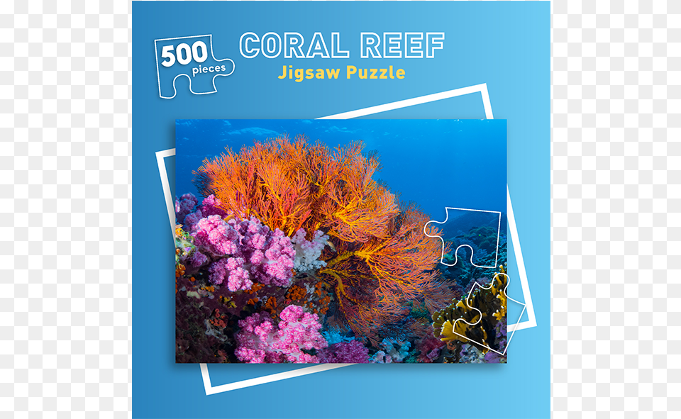 Shop, Animal, Coral Reef, Nature, Outdoors Png Image