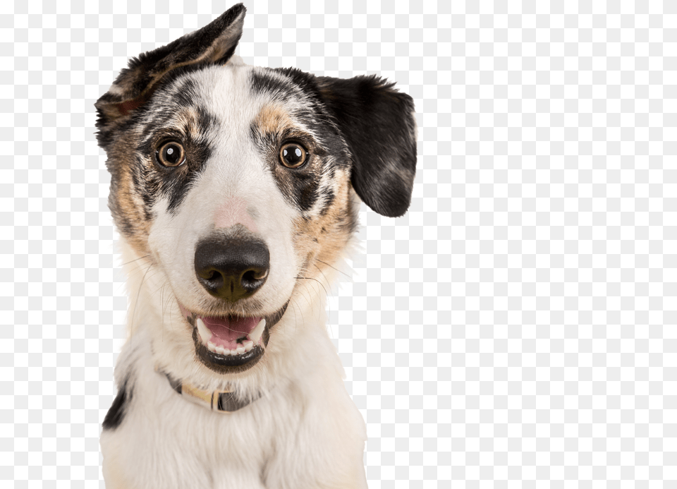 Shop Bow Wow Wow Professional Photos Of Dogs Happy, Animal, Canine, Dog, Mammal Png Image