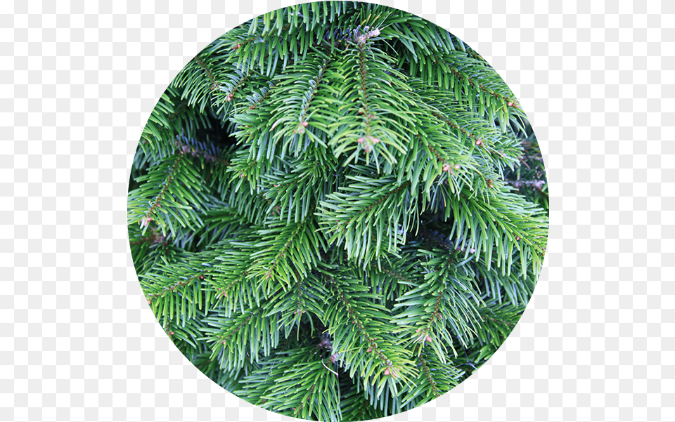Shop Character Christmas Trees, Fir, Plant, Tree, Pine Free Png