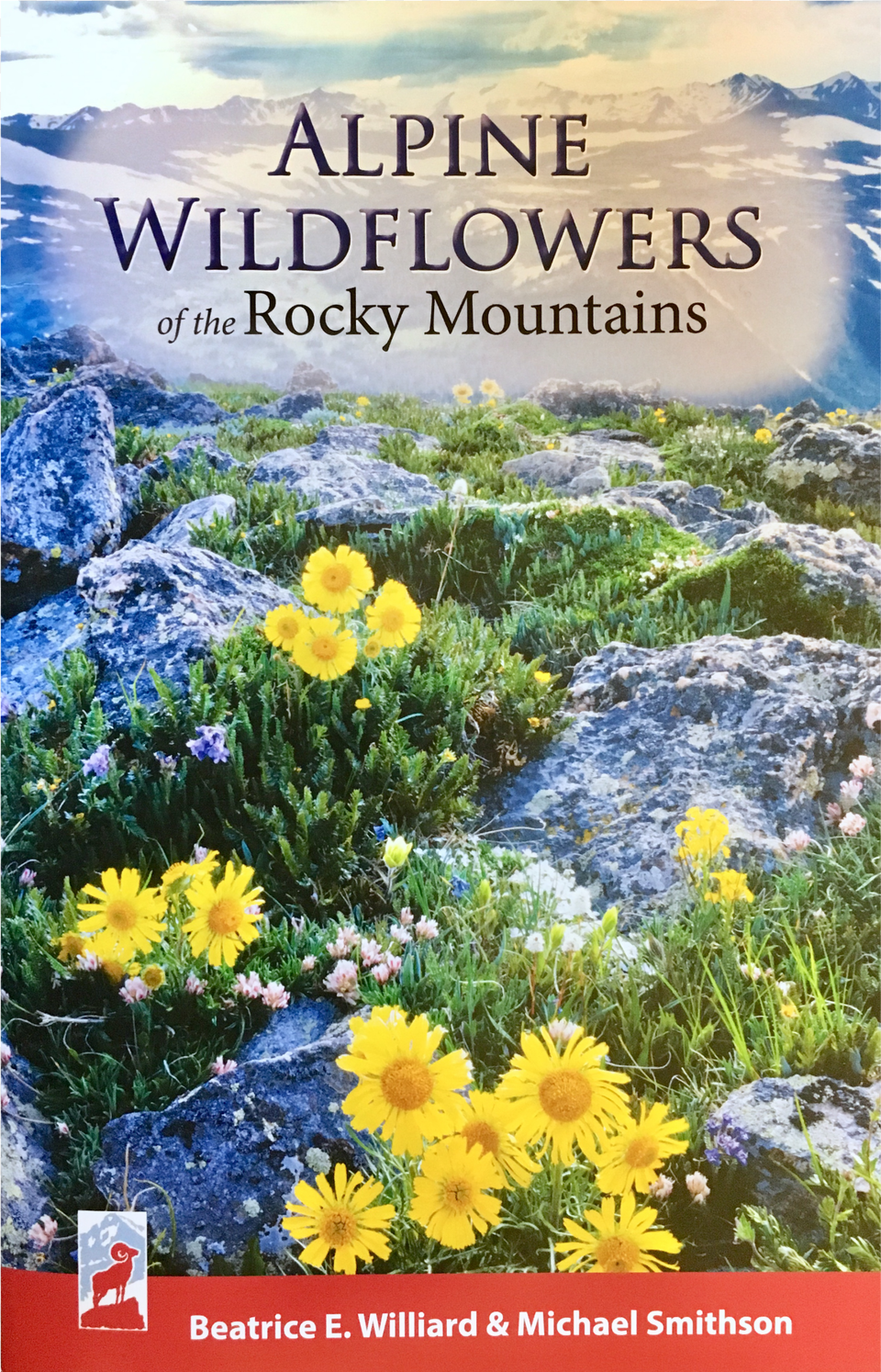 Shop Euryops Pectinatus Png Image