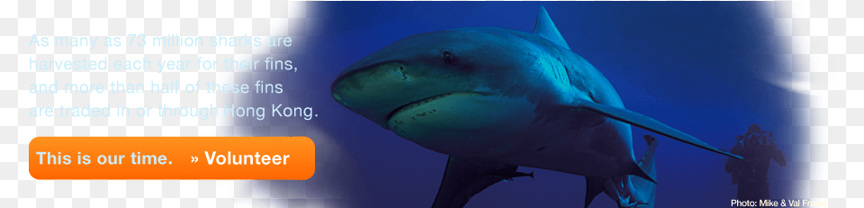 Shop Great White Shark, Animal, Sea Life, Fish, Person Png Image
