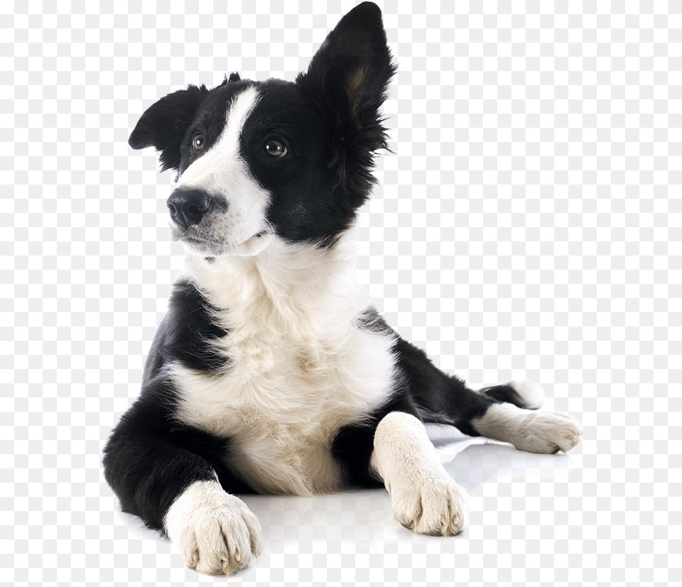 Shop Healthy Dog Treats Cibi Tossici Per Il Cane, Animal, Canine, Mammal, Pet Free Png Download