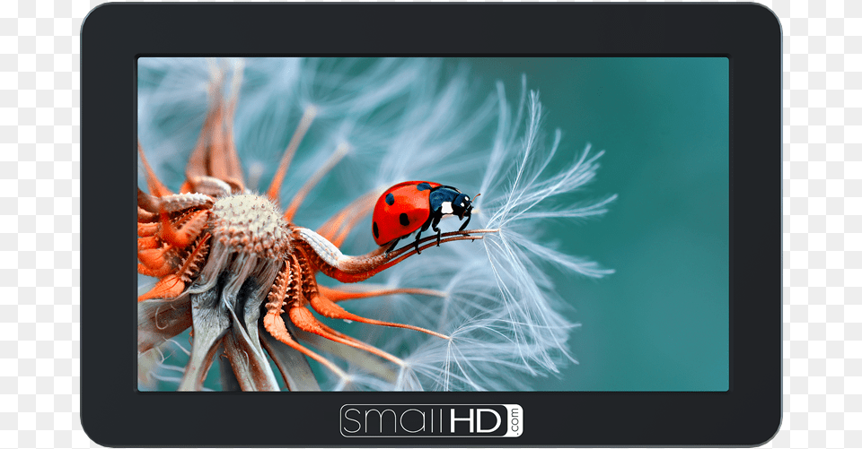 Shop Now Focus Series Smallhd Focus 5quot On Camera Monitor, Flower, Plant, Animal, Insect Free Png Download