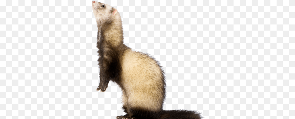 Shop Our Online Store Black Footed Ferret, Animal, Mammal, Bear, Wildlife Free Transparent Png