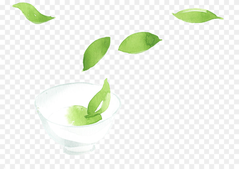 Shop Tea Still Life Photography, Plant, Leaf, Herbs, Herbal Png